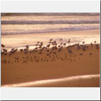03- Goelands et becasseaux.html